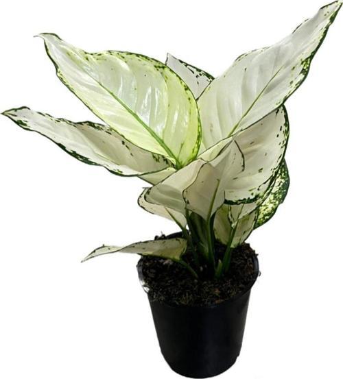Aglaonema 'White Joy'