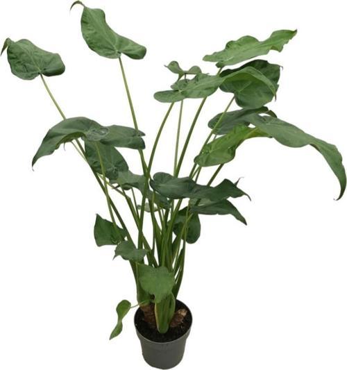 Alocasia Cucullata (Fil Kulağı)