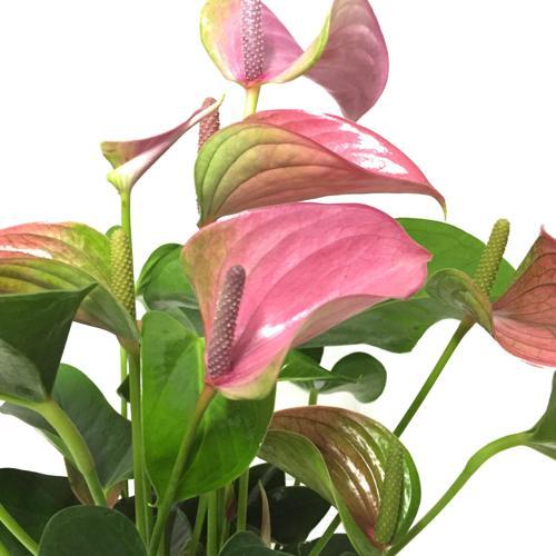 Anthurium Andraeanum 'Pink'