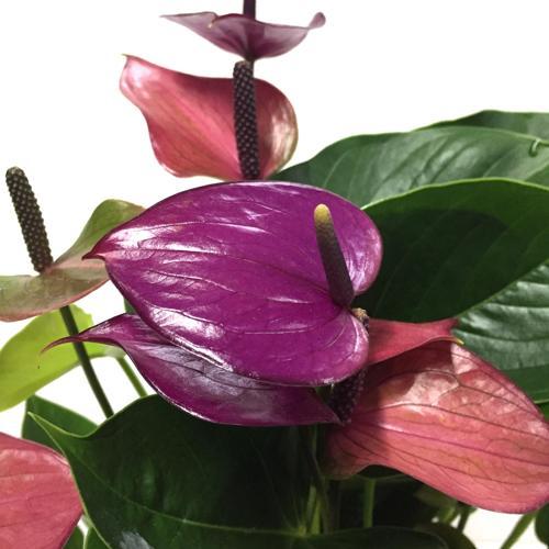Anthurium Andraeanum 'Purple' (Flamingo Çiçeği)