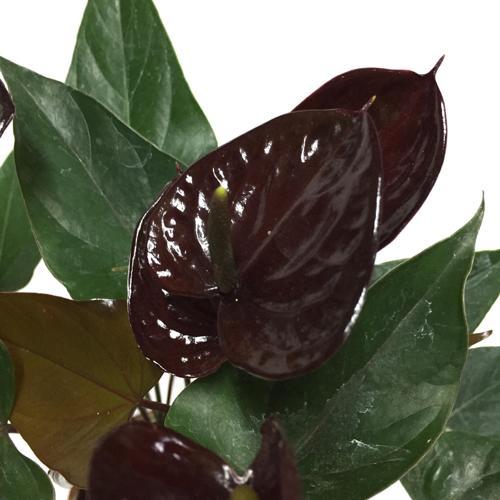Anthurium Andreanum 'Black Love' (Flamingo Çiçeği)