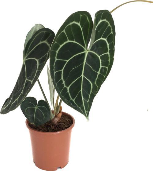 Anthurium Clarinervium