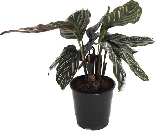 Calathea Ornata 'Sanderiana' (Dua Çiçeği)