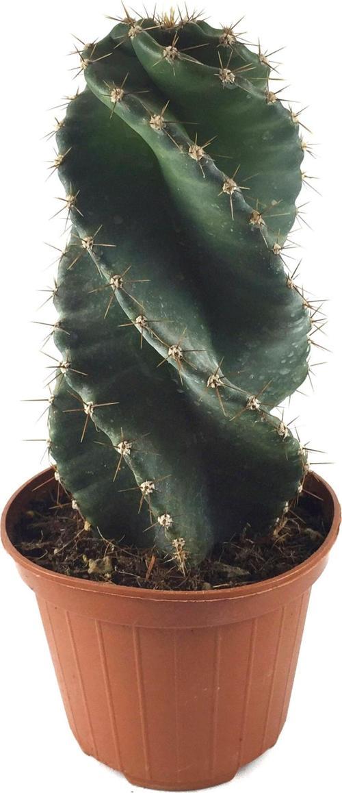 Cereus Forbesii 'Spiralis' (Kaktüs)