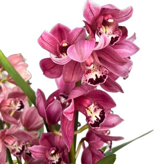 Cymbidium 'Pink' (Simbidyum Orkide)