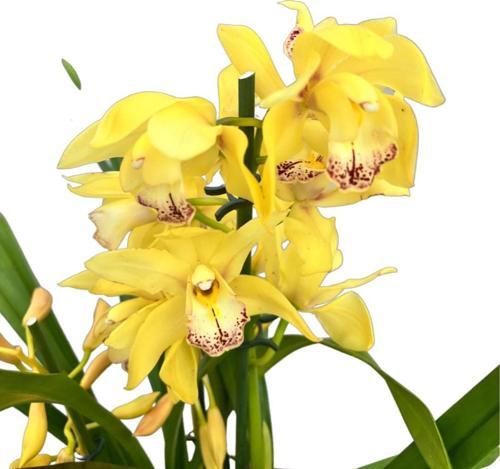 Cymbidium 'Yellow' (Simbidyum Orkide)