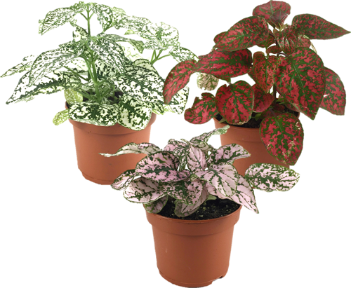 Fittonia (3'lü Set)