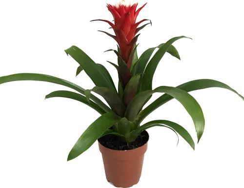 Guzmania Hope (Guzmanya)