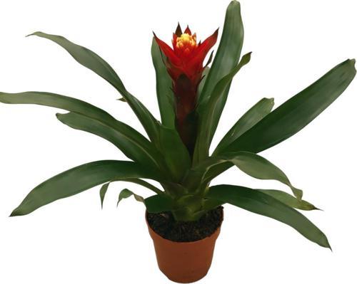 Guzmania Lingulata 'Happyness' (Guzmanya)