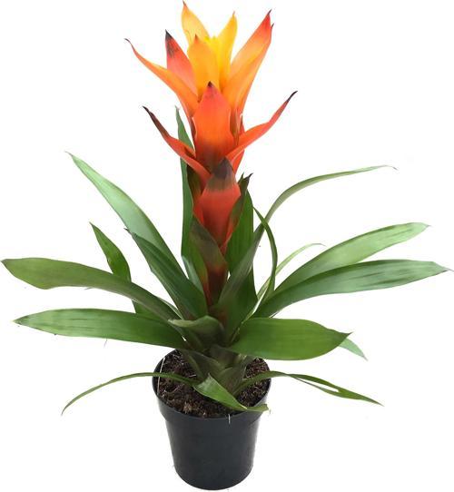 Guzmania Lingulata 'Orange' (Guzmanya)