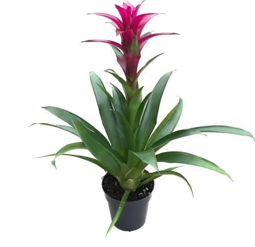 Guzmania Lingulata 'Purple' (Guzmanya)