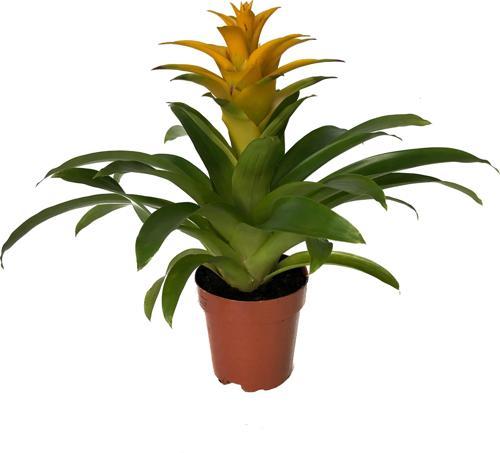Guzmania Lingulata 'Yellow' (Guzmanya)