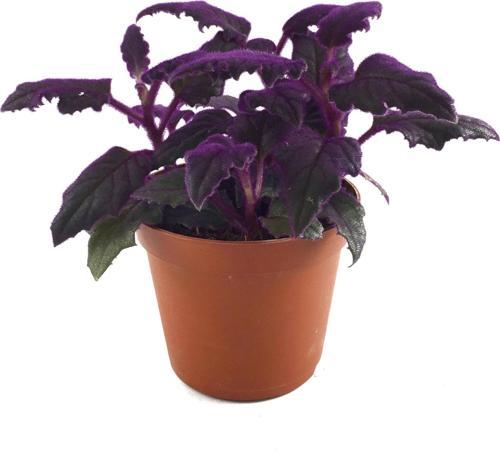 Gynura Aurantiaca (Mor Kadife Çiçeği)