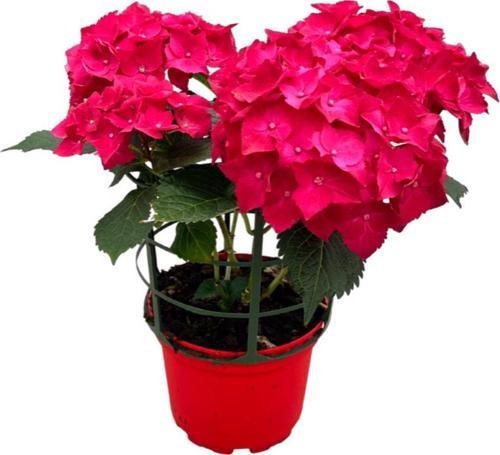 Hydrangea Macrophylla 'Red' (Kırmızı Ortanca)