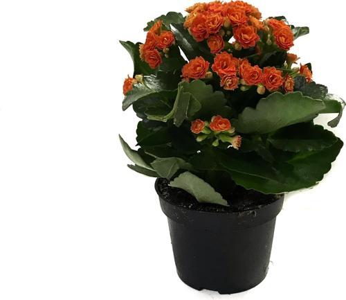Kalanchoe Calandiva 'Orange' (Kalanşo Çiçeği)