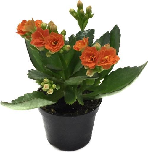 Kalanchoe Calandiva 'Orange' (Kalanşo Çiçeği)