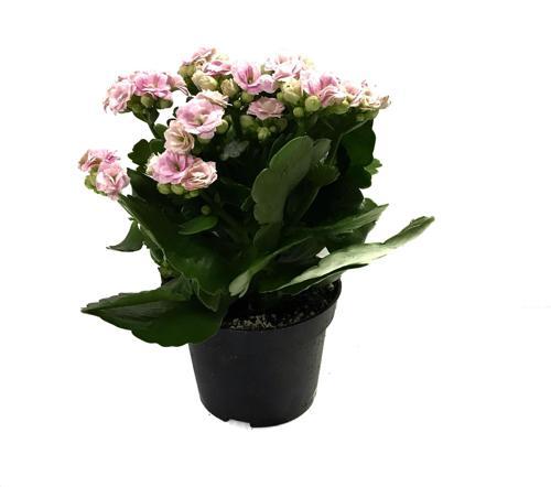 Kalanchoe Calandiva 'Pink' (Kalanşo Çiçeği)