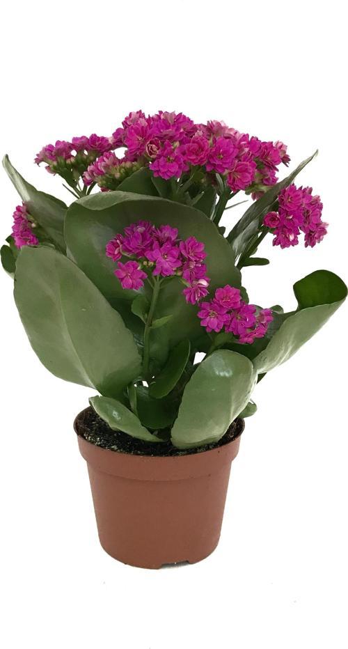 Kalanchoe Calandiva 'Purple' (Kalanşo Çiçeği)
