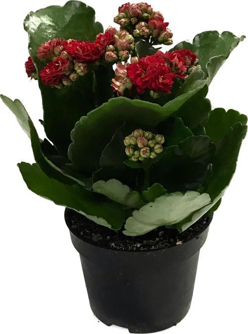 Kalanchoe Calandiva 'Red' (Kalanşo Çiçeği)