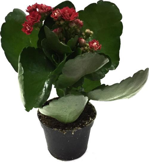 Kalanchoe Calandiva 'Red' (Kalanşo Çiçeği)