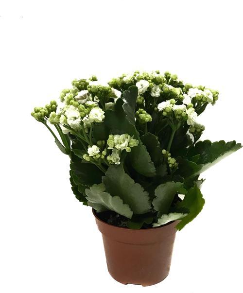 Kalanchoe Calandiva 'White' (Kalanşo Çiçeği)