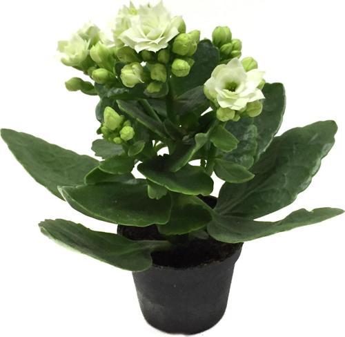 Kalanchoe Calandiva 'White' (Kalanşo Çiçeği)