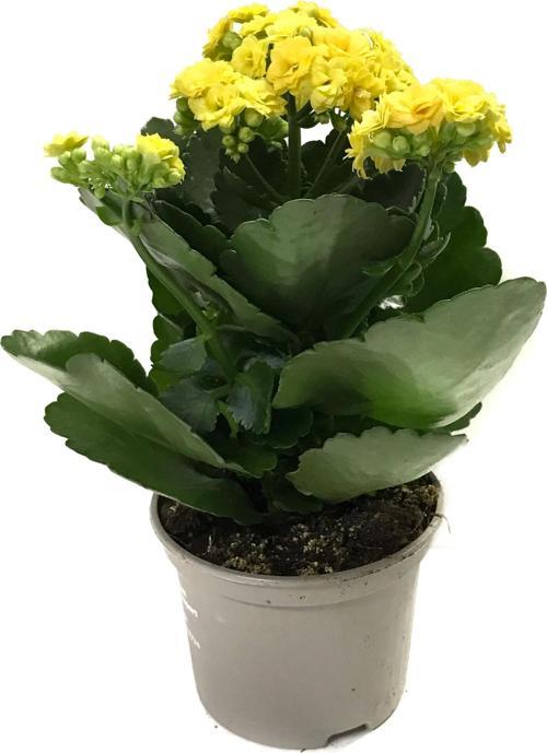 Kalanchoe Calandiva 'Yellow' (Kalanşo Çiçeği)