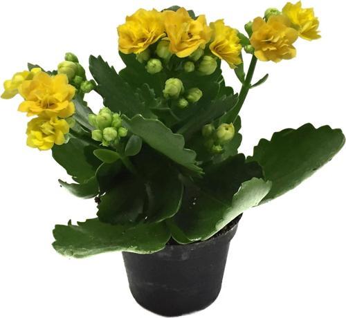 Kalanchoe Calandiva 'Yellow' (Kalanşo Çiçeği)