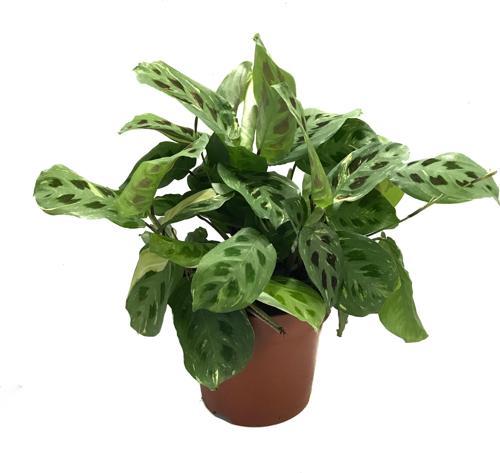 Maranta Leuconeura Kerchoveana 'Variegata' (Dua Çiçeği)