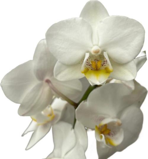 Phalaenopsis 'Amabilis' (Beyaz Orkide)