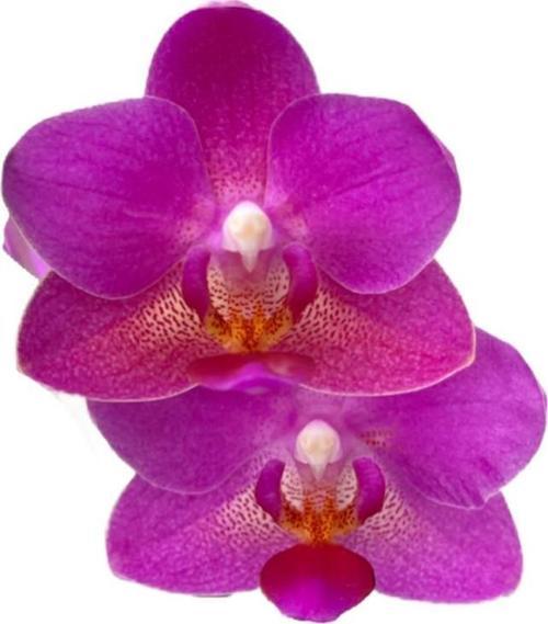 Phalaenopsis 'Babydoll' (Pembe Orkide)