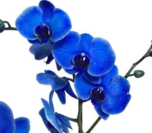 Phalaenopsis 'Blue' (Mavi Orkide)