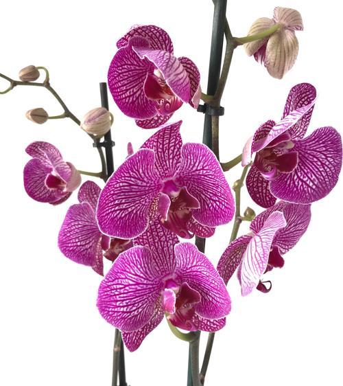 Phalaenopsis 'Budapest' (Fuşya Orkide)