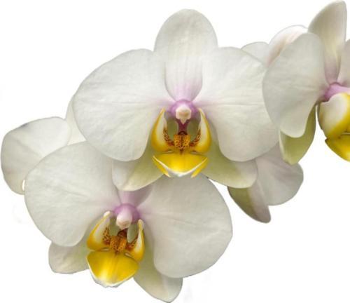 Phalaenopsis 'Busy Bee' (Beyaz Orkide)