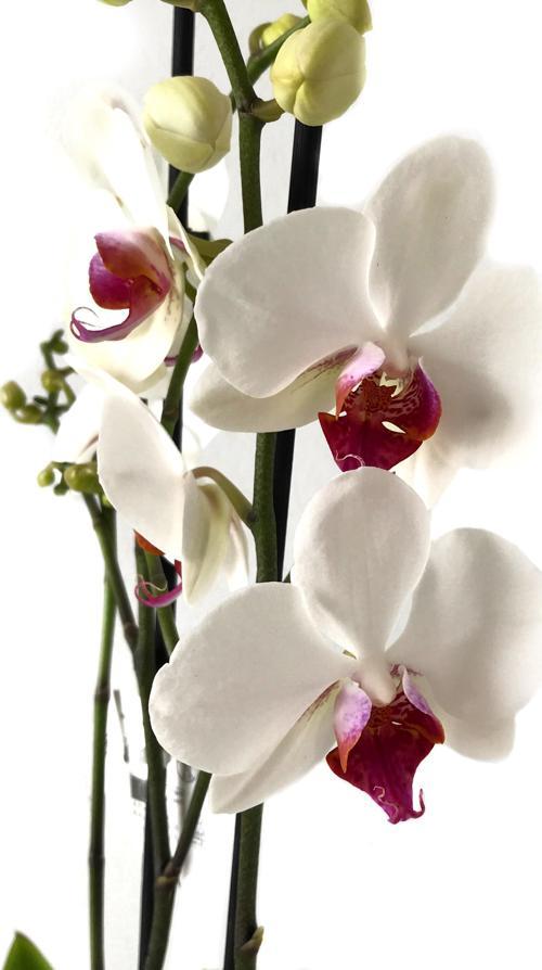 Phalaenopsis 'Castor' (Beyaz Orkide)
