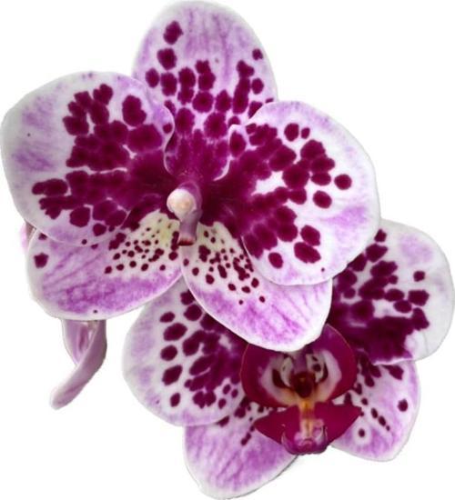 Phalaenopsis 'El Salvador' (Mor Orkide)