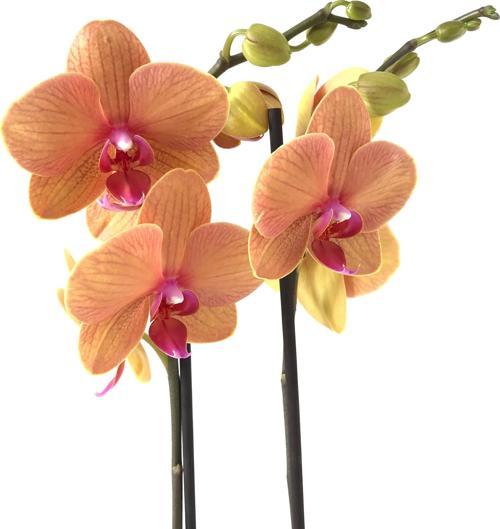Phalaenopsis 'Golden Brick' (Turuncu Orkide)