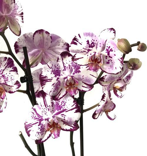 Phalaenopsis 'Ismaeli' (Mor Beyaz Orkide)