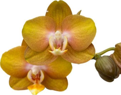 Phalaenopsis 'Las Vegas' (Sarı Orkide)