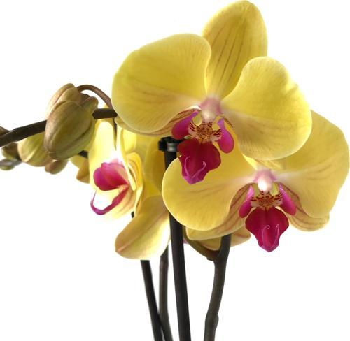 Phalaenopsis 'Miraflore' (Sarı Orkide)