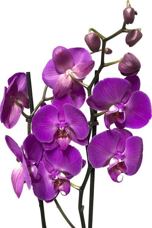 Phalaenopsis 'Paars' (Mor Orkide)