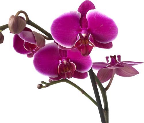 Phalaenopsis 'Pretoria' (Fuşya Orkide)