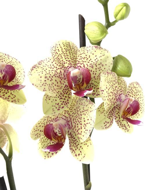 Phalaenopsis 'Pulsation' (Sarı Orkide)