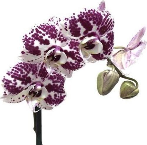 Phalaenopsis 'Purple Dots' (Mor Orkide)
