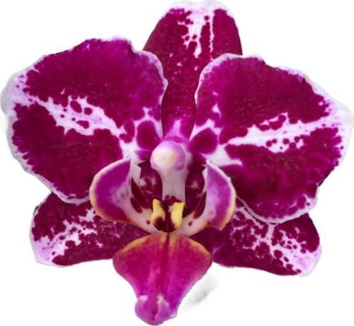 Phalaenopsis 'Purple Selina' (Mor Orkide)