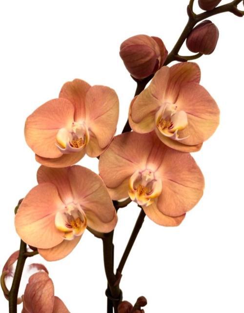 Phalaenopsis 'Suki' (Turuncu Orkide)
