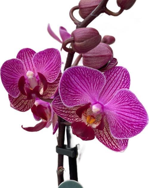 Phalaenopsis 'Vienna' (Fuşya Orkide)