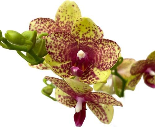 Phalaenopsis 'Wild Geel' (Sarı Orkide)