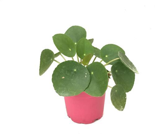 Pilea Peperomioides (Para Çiçeği)