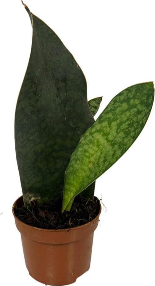 Sansevieria Masoniana 'Congo' (Paşa Kılıcı)